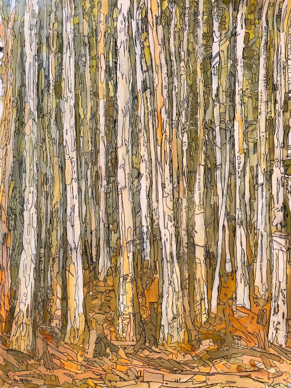 Forest Illusions
